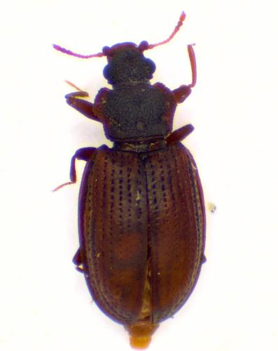 Enicmus sp.